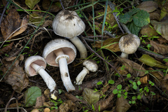 Agaricus deardorffensis