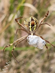 Argiope keyserlingi