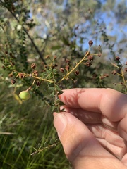 Acacia hubbardiana
