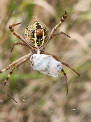 Argiope keyserlingi