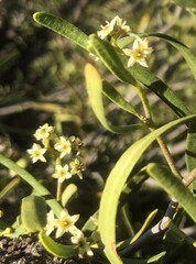 Geijera linearifolia