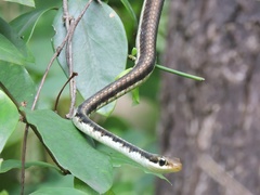Dendrelaphis tristis