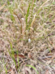Argiope keyserlingi