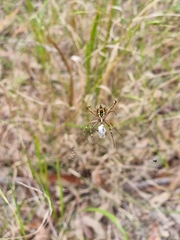 Argiope keyserlingi