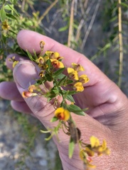 Daviesia umbellulata