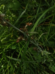 Gamochaeta americana