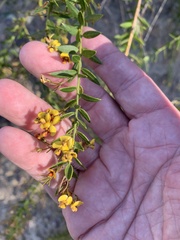 Daviesia umbellulata