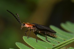 Lampyrinae