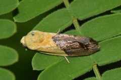 Ponometia semiflava