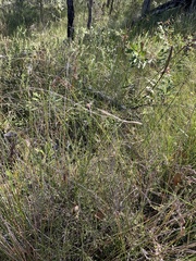 Daviesia umbellulata