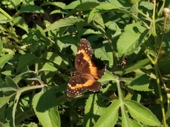 Chlosyne lacinia adjutrix