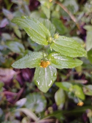 Jaegeria hirta