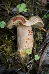 Lactarius rubrilacteus
