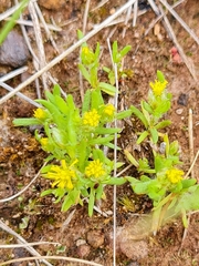 Triptilodiscus pygmaeus