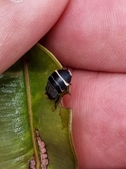 Ellipsidion australe