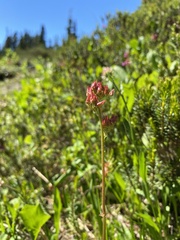 Leptarrhena pyrolifolia