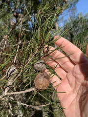 Hakea actites