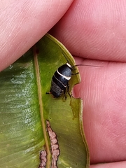 Ellipsidion australe