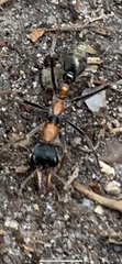 Myrmecia nigrocincta