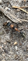 Myrmecia nigrocincta