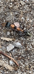 Myrmecia nigrocincta
