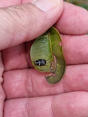 Ellipsidion australe