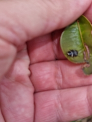 Ellipsidion australe