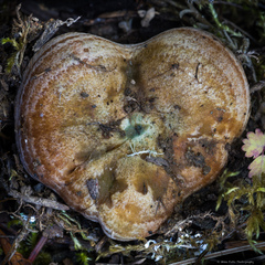 Lactarius rubrilacteus