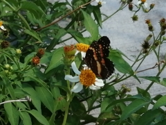 Chlosyne lacinia adjutrix