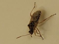 Liorhyssus