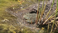 Pyxicephalus adspersus