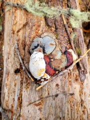 Fomitopsis pinicola