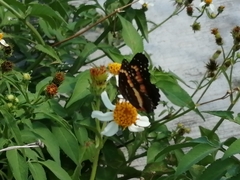 Chlosyne lacinia adjutrix