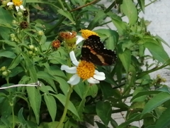 Chlosyne lacinia adjutrix