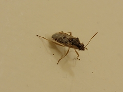 Liorhyssus