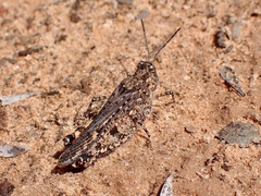 Pycnostictus seriatus