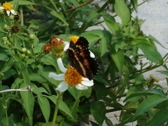 Chlosyne lacinia adjutrix