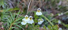 Euphrasia transmorrisonensis
