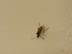 Liorhyssus