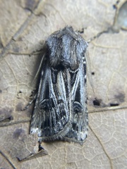 Agrotis gladiaria