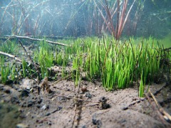 Isoetes occidentalis