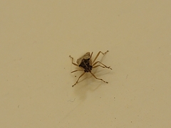 Liorhyssus
