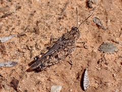 Pycnostictus seriatus