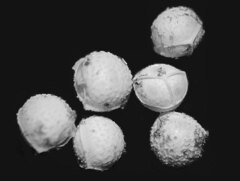 Isoetes occidentalis