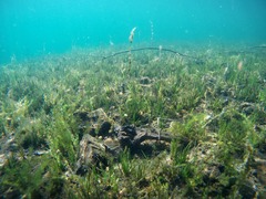 Isoetes occidentalis