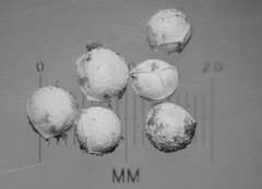 Isoetes occidentalis