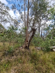 Eucalyptus tereticornis