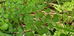 Adiantum atroviride
