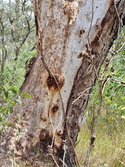 Eucalyptus tereticornis