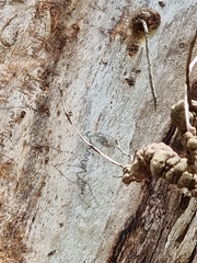 Eucalyptus tereticornis